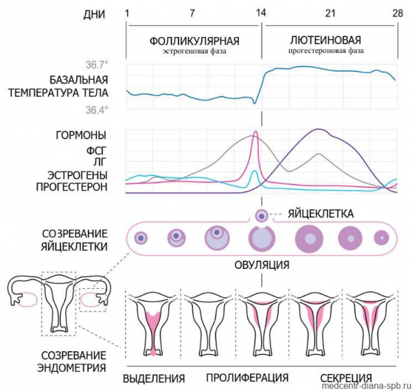 Месячные (менструация): начало, цикл, признаки и гигиена при месячных